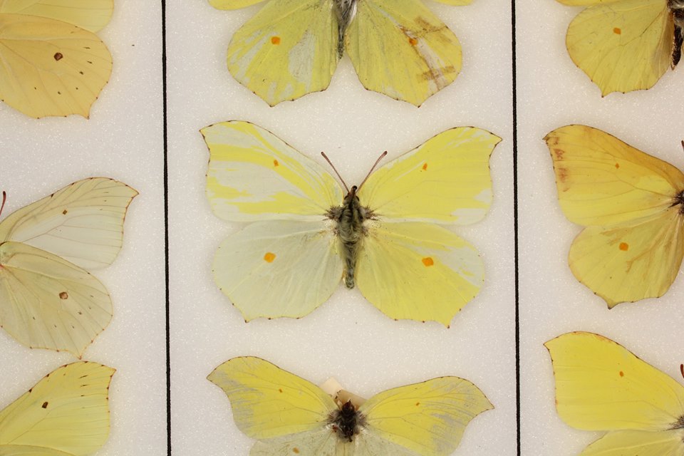 Gonepteryx rhamni (gynandromorph) Internet Image property of respective owner, non-commercial use only